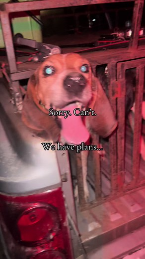 Living the dream, 7 nights a week @Hali 🖤 #coonhuntin #bearhunting #schounds #girlsthathunt #familytime