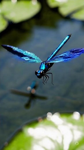 Unbelievable Dragonfly Facts 🪰✨ | The Sky Hunter of Nature