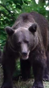 #106 🚨あなたも今すぐ準備できる｜出没急増のクマ対策