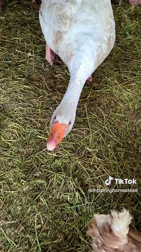 Protective Guard Goose on the Farm