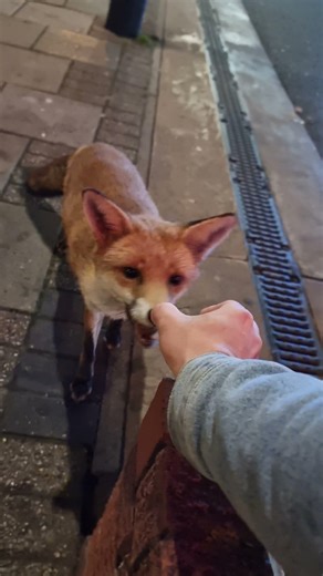 Red Fox Eats Meatball Directly from Hand at UK Petrol Station