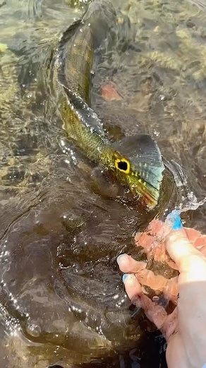 There’s just something special about watching these fish swim off. Did you know that butterfly peacock bass vary in coloration and physical traits depending on location, stage of development, and individual? No two are identical. There’s always a small variation. #fishing #pesca #pescadora #floridafishing #florida #peacockbass #bassfishing #southfloridafishing #urbanfishing #floridaliving #catchandrelease #outdoors #everglades #adventure | Reel Exploradora