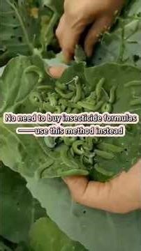 DIY Homemade Insecticide Spray for Garden Plants 🌱 #NaturalPestControl #GardeningTips #KitchenGarden