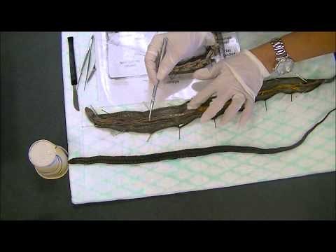 Snake Dissection
