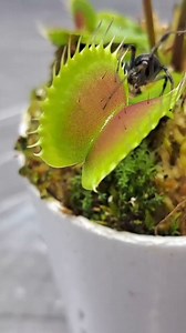 3.9K views · 29 reactions |        Quick spring snack for my Venus fly trap chupacabra. Juicy brown wodow!!  #carnivorousplant #tropicalplants #venusflytrap #flytrap #nepenthes #drosera #sundew #cephalotus #sarracenia | Carnivorous Plants | Facebook