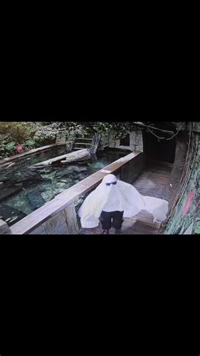 Ghosts caught on CCTV at Blue Reef Aquarium Portsmouth. 🫣👻🐠🐢 Is it real or fake you decide!! 😁 Happy Halloween from all the staff and animals! #bluereefaquarium #ghostcaughtoncamera #happyhalloween #spookyseason | Blue Reef Aquarium Portsmouth