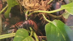 Ewwww Or Ooooo....these interesting invertebrates are found in...yep, you guessed it Madagascar. They hang out in the leaf litter layer of the forest which supplies them with everything they need to sustain a healthy lifestyle. They are considered detritivores, which means they consume decaying plant matter which in turn revitalizes the soils of the forest. They have the name "hissing" because when startled they will emit a hissing noise. They produce this sound by pushing air through spiracles,