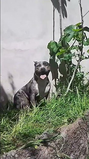 American pit Bulls terrier color Merle. 🇦🇷 Hércules bulls 🇦🇷