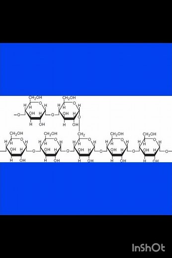 Structure of Amylopectin