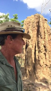 Termites mounds are fascinating constructions. #crocturnbull #askanyaussie #australia #Termites | Steve Turnbull