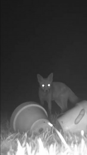 #Shorts - Foxy Takes The Biscuit! #talltreesnaturereserve #wildlife #fox #animals #nature