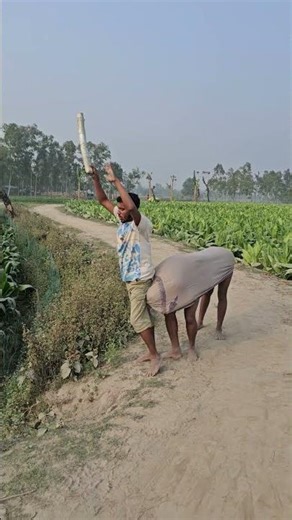 Young man playing with cow dung