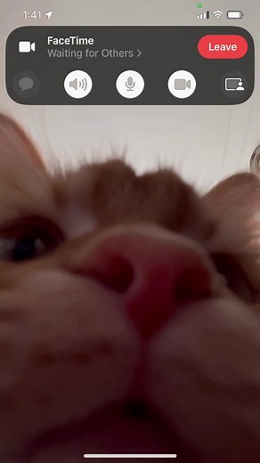 Cat Facetime: A Hilarious POV Video Call with a Ginger Cat