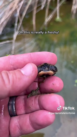 The Cutest Baby Turtles Discovery