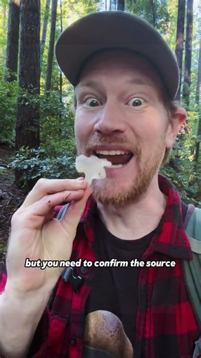Can You Eat These Mushrooms?#DidYouKnow #MushroomSafety #FoodSafety #Foraging #LearnOnTikTok