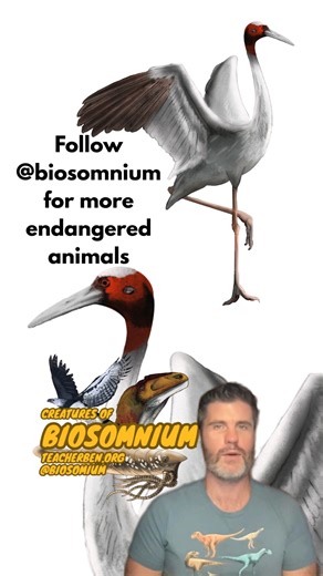 Creatures of Biosomnium on Instagram: "Read below for the answer. Follow @biosomnium for more wildlife trivia from the past and present! . . . . . . . . The Sarus Crane is the tallest flying bird on Earth—reaching up to 6 feet tall with an 8-foot wingspan. Found in India, Southeast Asia, and Australia, these crimson-crowned giants perform spectacular duets and dances to strengthen lifelong pair bonds. For more wildlife deep-dives, visit teacherben.org! #birdfacts #wildlifeart #ornithology #anima