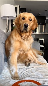 He looks so concerned 😭 | Furry Tails