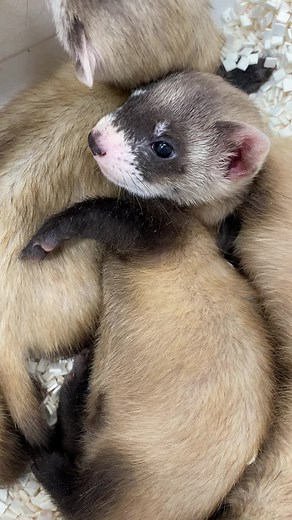 20K views · 1.3K reactions | Morning mood...  Thanks to @phoenixzoo for sharing this ADORABLE video of some of the baby black-footed ferrets born during this breeding season at the zoo! It is one of six facilities worldwide breeding black-footed ferrets for release to the wild as part of the Association of Zoos and Aquariums’ Black-Footed Ferret Species Survival Plan. | ABC15 Arizona | Facebook