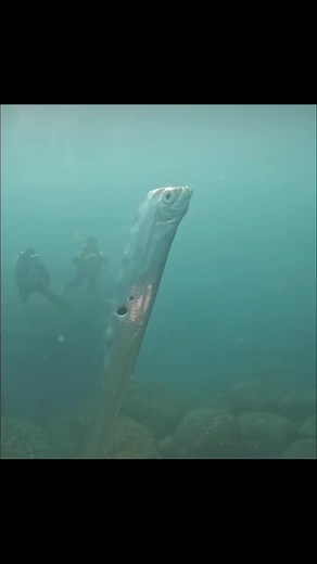 60K views · 70 reactions | A wild experience with a rare deep sea...