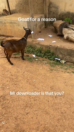 Mr Downloader: La última herramienta de TikTok