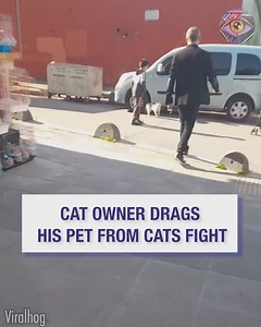 1.2M views · 10K reactions | He's looking back at the other cat like "You're lucky my dad's pulling me away, jerk" 藍 | Bright Side | Facebook