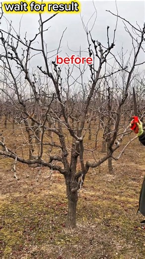 How to Prune a Jujube Tree for Better Growth#pruning #satisfying #shorts