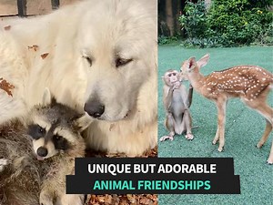 76K views · 3.3K reactions | These animal friendships are the cutest!  | Animal Antics | Facebook