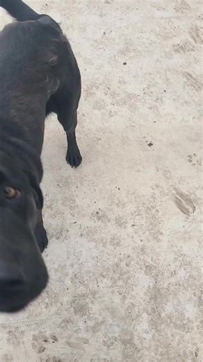 scout 101 (@komed.113)’s videos with Running with the Wolves - AURORA