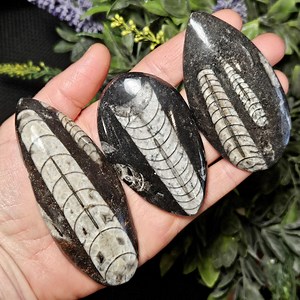 Orthoceras Fossil 2.5-4 " Polished Specimen - Polished Orthoceras - Nautilus Fossil - Marine Fossil - Authentic Fossil - Etsy