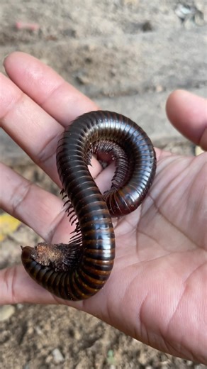 Giant worm catching skills