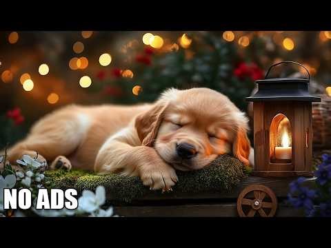 12 HOURS of Relaxing Music For Dogs 🎶 Calming Dog Music With Piano 🎹💖 Dog Healing Sleep Music 🐕