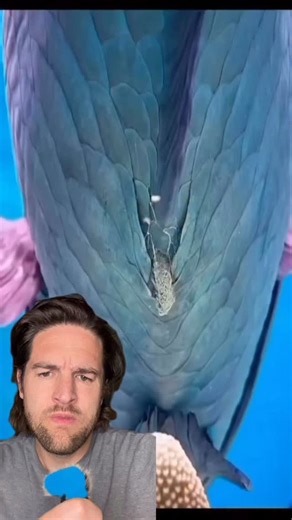 54K views · 455 reactions | All the fish in San Diego got diarrhea from a batch of rancid salsa that was dumped in the ocean in Mexico #fish #ocean #sandiego #mexico #fyp | Scott Whitehead | Facebook