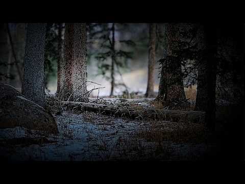 This Used to Be a Safe Trail… Not Anymore | Trail Cam Secrets