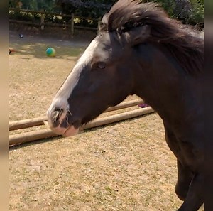 My little golden hour of child free pony play time, whilst Oliver dreams of his pony adventures! | The Pony Pals Family Storybooks