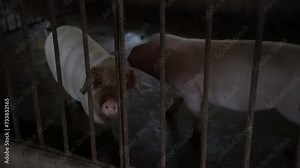 Top view two young pigs walking in a barn in a pigsty. High angle view carefree animals on farm indoors