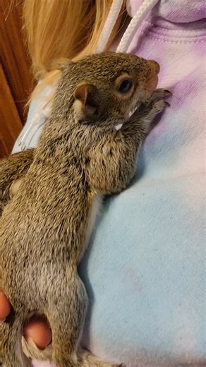 Chip & Chloe Squirrel and Wildlife Rescue on Instagram: "All 3 babies have their eyes open now! 🎉 I feel like this is the turning point where we really get to know each little one better, and their personalities start to shine ✨️ So excited to watch them progress over the coming weeks! #josephsquirrel #jacobsquirrel #jadesquirrel #babysquirrels #babygreysquirrel #wildliferehab #wildliferehabilitator #squirrelsofinstagram #squirrelsoffacebook #squirrelrescue"