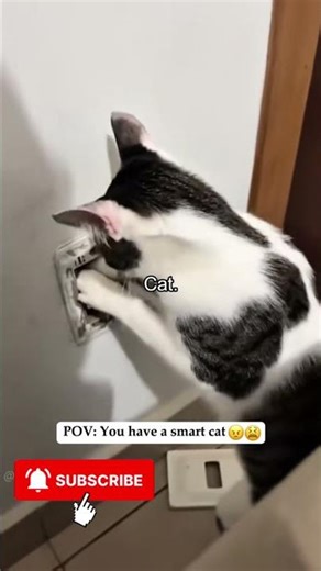 Crazy Angry Cats Compilation 😼 Cat Fights, Biting & Loud Meowing | USA Viral Moments