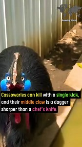 Cassowaries | Amazing World