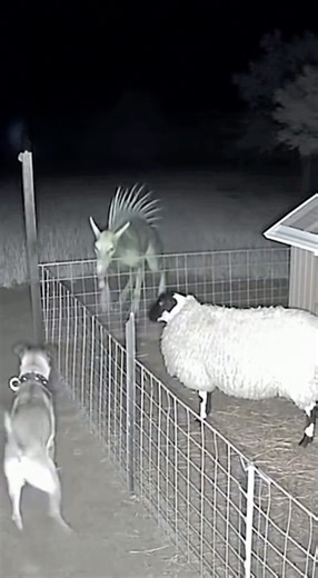 night attack of the chupacabra #shocking #chupacabra