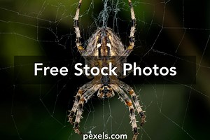 Free Zoom Backgrounds Fall Photos