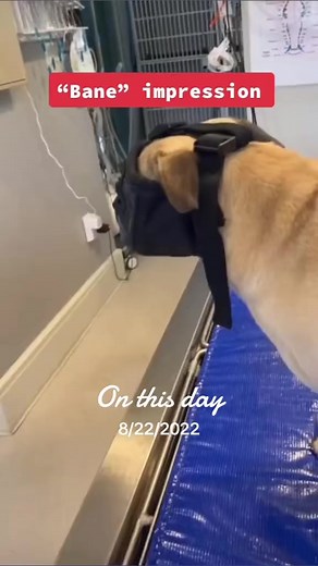 4.2K views · 49 reactions | Bane broke Batman’s back! onthisday in history... As we commemorate this significant event in human history, let's take a moment to reflect on the past and appreciate the impact it has on our present.✨ #throwback #historicalmoments #heritage #memorylane #pastandpresent #historic #remembrance #nostalgia #reflection #timecapsule #fyp #fy #viral | Bellumk9 Inc. | Facebook