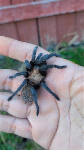 How to find wild tarantulas #wildlife #animals #spider #tarantula #bug