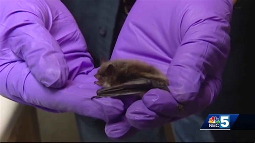 What is a bat house? Experts push habitat preservation for Bat Week