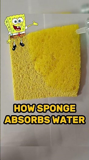 Sponge Absorbs Water Experiment #shorts