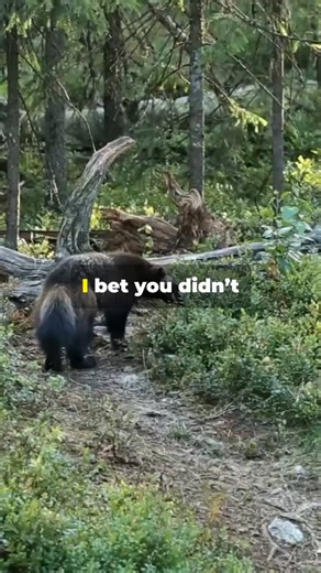 Wolverines! | Fairly Odd Facts