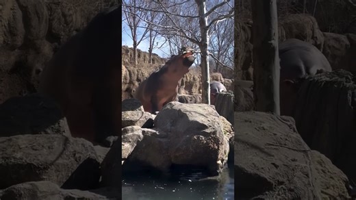 Famous hippo Fiona lives her very best and royal life