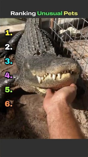 Ranking Unusual Pets You WON’T Believe People Own (wait for #1)