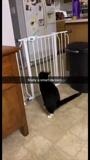 Cursed Cats | Brother is struggling • Credit: mr.memes088 on tiktok • Follow @meowcursed for more cursed cats videos 😸 • Follow: @meowcursed Follow:... | Instagram