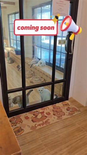 12K views · 1K reactions | Cat Cafe coming soon คาเฟ่แมวนครปฐม...