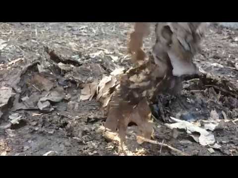 MOLES – BEST CONTROL METHOD